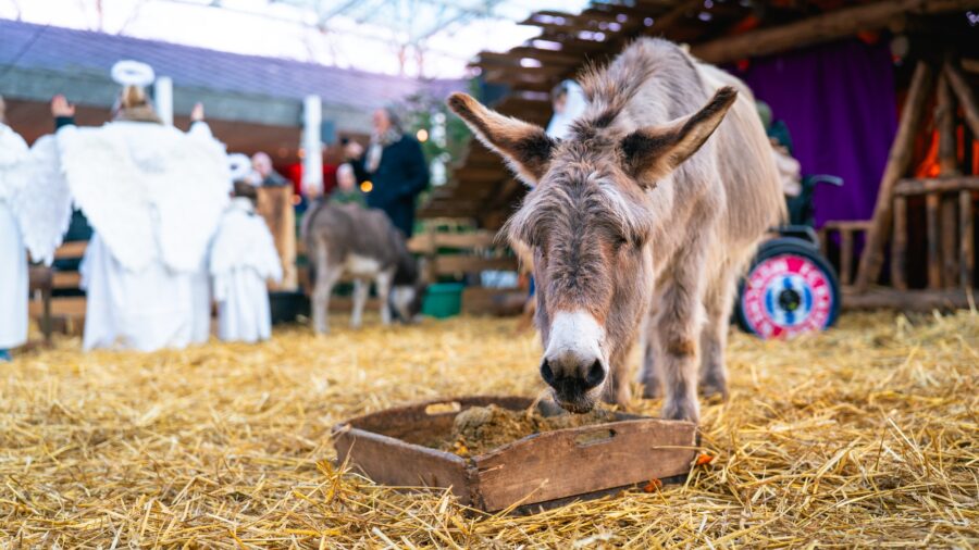 Lebendige Krippe der Lebenshilfe im Kreis Kleve.
